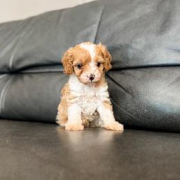 Clementine - Apricot female Cavapoo puppy in Saint George, Utah from Fitzdoodles