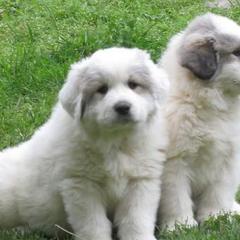 Great Pyrenees from Maple Way