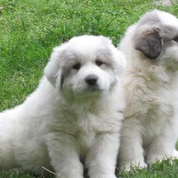 Great Pyrenees from Maple Way