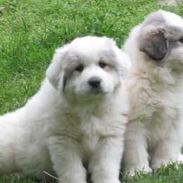 Great Pyrenees from Maple Way