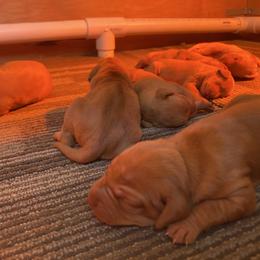 Girl 4 - Golden rust female Vizsla puppy in Riverview, Indiana from Kismet Vizslas