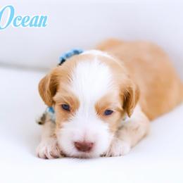 Ocean - Caramel red male Australian Labradoodle puppy in Diamond Bar, California from Furrytaildoodles