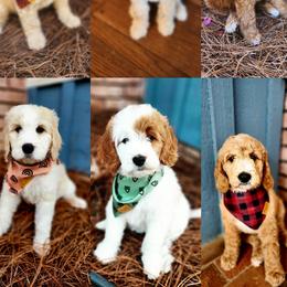 Goldendoodles and Poodles from Jericho Junction Doodles and Poodles