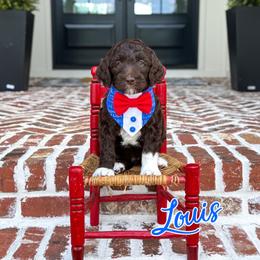 Louis (Green Collar) - Chocolate male Goldendoodle puppy in Bell Buckle, Tennessee from Precious Puptown Doodles