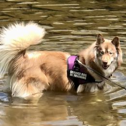 Mocca - Siberian Husky