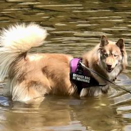 Mocca - Siberian Husky