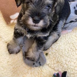 Miniature Schnauzer Puppies from Black Gold Miniature Schnauzers