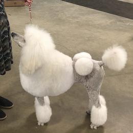 Poodle All Grown Up from Purley Poodles