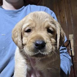 Girl 1 - Yellow female Labrador Retriever puppy in Andrews, South Carolina from Leyland Cypress Retrievers