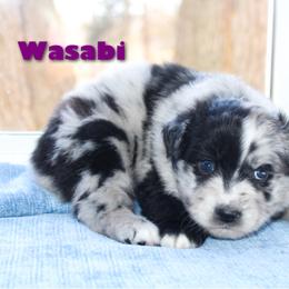 Wasabi - Blue merle female Australian Shepherd puppy in Coldwater, Michigan from Northern Star Australian Shepherds