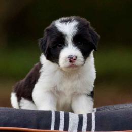 Everette - Black and white male Sheepadoodle puppy in Denham Springs, Louisiana from GimiPup Doodles