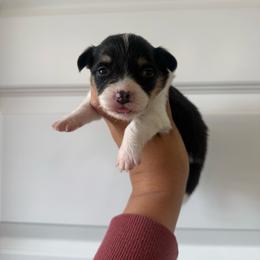 Daisy - Black and tan female Pembroke Welsh Corgi puppy in Red Bluff, California from Wilder Ranch Corgis