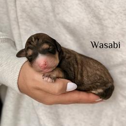 Wasabi - Sable female Bernedoodle puppy in Pennsylvania from Bells Bernedoodles
