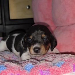 Pink - Piebald female Dachshund puppy in Kalama, Washington from Neeley Family's Weenies