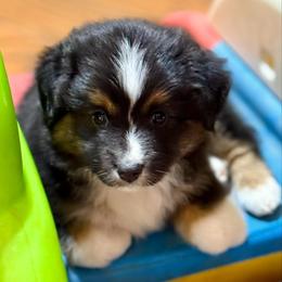 Zach - Black tri male Toy Australian Shepherd puppy in Wichita Falls, Texas from Shooting Stars Ranch Toy and Mini Aussies