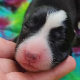 Onyx - Black and white female Cardigan Welsh Corgi puppy in Winston, Oregon from There and Back Again Corgis