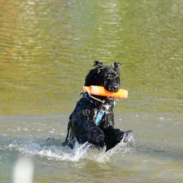 Mona - Portuguese Water Dog