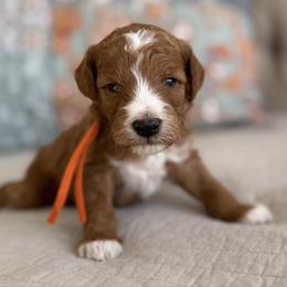 Mochi-orange - Red  male Goldendoodle puppy in Beckley, West Virginia from By Design Doodles