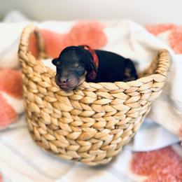 Caspian - Phantom male Goldendoodle puppy in Elizabethtown, Kentucky from Reddy Poodles & Doodles