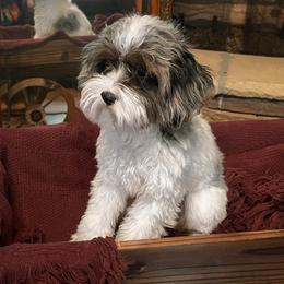 Bailey ze - Cavapoo