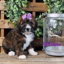 Willow - Sable female Bernedoodle puppy in Heyworth, Illinois from Cobble Creek Puppies