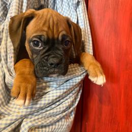 Yellow collar - Fawn male Boxer puppy in Center Hill, Florida from Rogers Farm’s Beloved Boxers