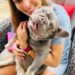 Ary - French Bulldog