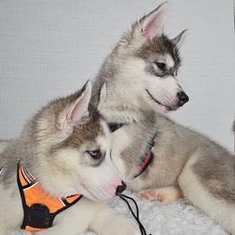 Siberian Husky Puppies from Springfield Huskies