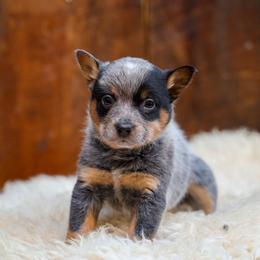 Azalea - Blue speckled female Australian Cattle Dog puppy in Gatlinburg, Tennessee from Greenbrier