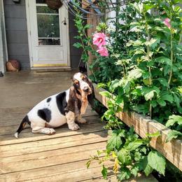 Basset Hound Puppies from Honey Moon Hounds