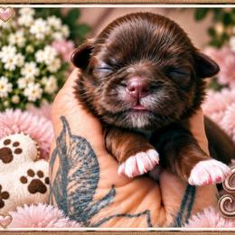 Truffles - Liver and white female Shih Tzu puppy in Warren, Michigan from Danielle's Yorkie Babies