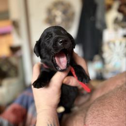 Red collar, Male - Black male Labrador Retriever puppy in Moore, Oklahoma from Okiehuntinboyz Labrador Retrievers