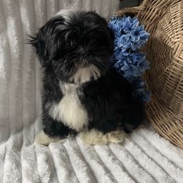 AKC Nick - Black male Shih Tzu puppy in Elgin, South Carolina from Silver Bells Paw Prints