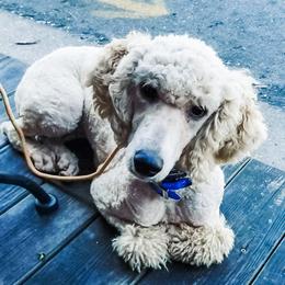 Zee  - Goldendoodle