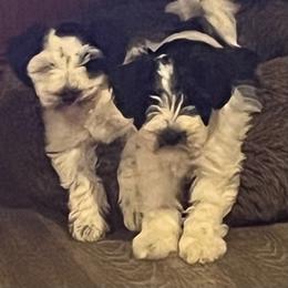 Jasper - Parti male Miniature Schnauzer puppy in Port Orchard, Washington from Silver Bells Miniature Schnauzers