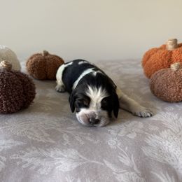 Poppy - Black white and tan female English Springer Spaniel puppy in Saratoga Springs, New York from Saratoga Springers NY