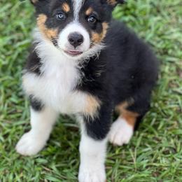 Riot - Black tri-color male Australian Shepherd puppy in Magee, Mississippi from Paint ByNumbers Ranch