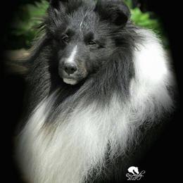 Shetland Sheepdogs from Conestoga Shelties