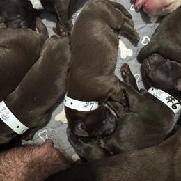 Number 7 - Chocolate female Labrador Retriever puppy in Greenville, North Carolina from Gales Creek Labrador Retrievers
