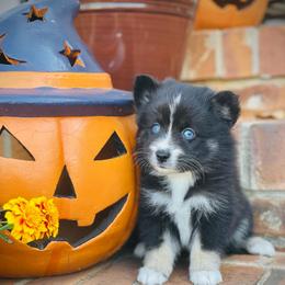 Hennessy - Tri-color female Pomsky puppy in Greenville, South Carolina from Thicketty Mountain Pomskies