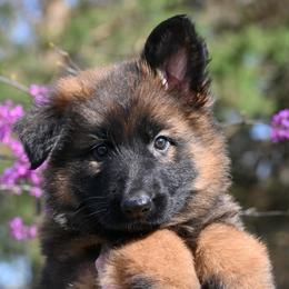Josie - Sable female German Shepherd puppy in Nacogdoches, Texas from Vom Hausgladfel