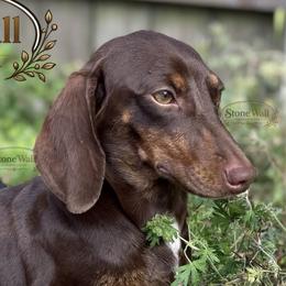 Dachshunds from Rockin’ with Dachshunds