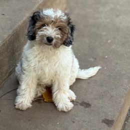 Charlotte - Merle female Sheepadoodle puppy in Kokomo, Indiana from Majestic Creek Puppies