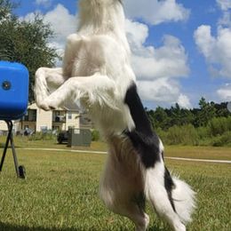 Border Collies from High Drive Border Collies