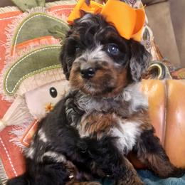 Bernedoodle puppies from Route 66 Poodles & Doodles, Sapphire Shih-tzu's of Ohio