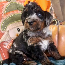 Bernedoodle puppies from Route 66 Poodles & Doodles, Sapphire Shih-tzu's of Ohio
