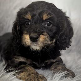 Jet - Black and tan male Cavapoo puppy in Portland, Oregon from WW Cavapoos
