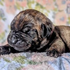 Molosser (Bully x) Puppies from Riot River Mastiffs