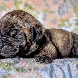 Molosser (Bully x) Puppies from Riot River Mastiffs