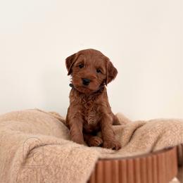 Pick 2 -Petite Male - Red  male Goldendoodle puppy in Madisonville, Kentucky from Carlie and Co. Goldendoodles